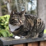 Entry image for Luna