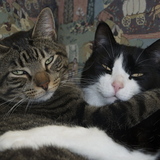 Entry image for Adraeo and Finnegan