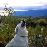 Entry image for Annikin