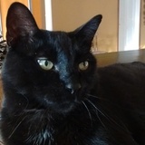 Entry image for Shadow