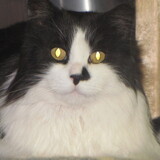 Entry image for Flicker