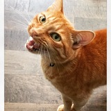 Entry image for Elliott the Magical Dragon ("Elliott")