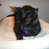 Entry image for Maya