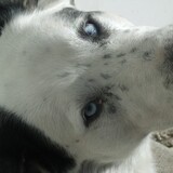 Entry image for Snoopy