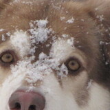 Entry image for Beau