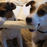 Entry image for Beanie and Charlie