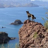 Entry image for Pippa