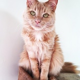 Entry image for Runtley