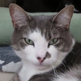 Entry image for Mr. Hobbs