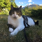 Entry image for Henry