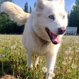 Entry image for Kira