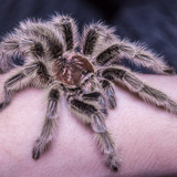 Entry image for Remington