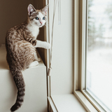 Entry image for Peaches