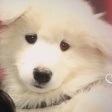 Entry image for Shtiya