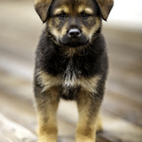 Entry image for Wrangler