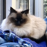 Entry image for Libra