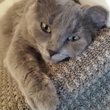 Entry image for Lucy