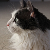 Entry image for Izzy