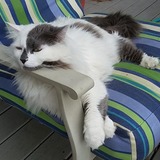 Entry image for Whitey