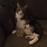 Entry image for Commander Shepard