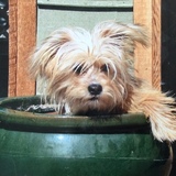 Entry image for Toby