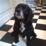 Entry image for Tenor