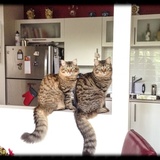 Entry image for Casey & Finnegan 