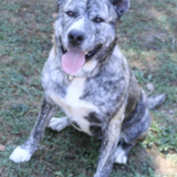 Entry image for Cicora