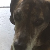 Entry image for Cooper