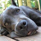 Entry image for Vincent