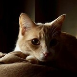 Entry image for Georgy