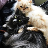 Entry image for Beverly and Frederick