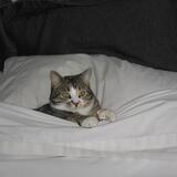 Entry image for Bitsy