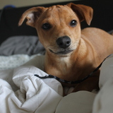 Entry image for Dice