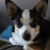 Entry image for Ollie