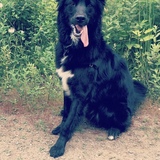 Entry image for Jesse