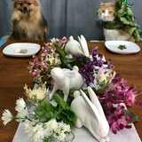 Entry image for Ursa 