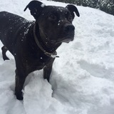 Entry image for Jasper