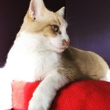 Entry image for Duncan