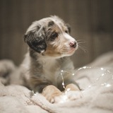 Entry image for Ollie