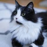 Entry image for Minnie