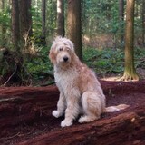 Entry image for Marley