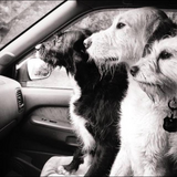 Entry image for 3 Musketeers 