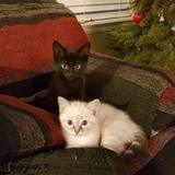 Entry image for Ebony and Ivory