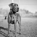 Entry image for Everly