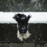 Entry image for Orca