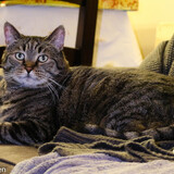 Entry image for Scotty