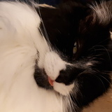 Entry image for Mr. Carson 