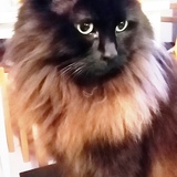 Entry image for Tango