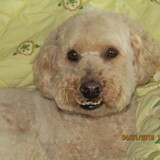 Entry image for Sampson